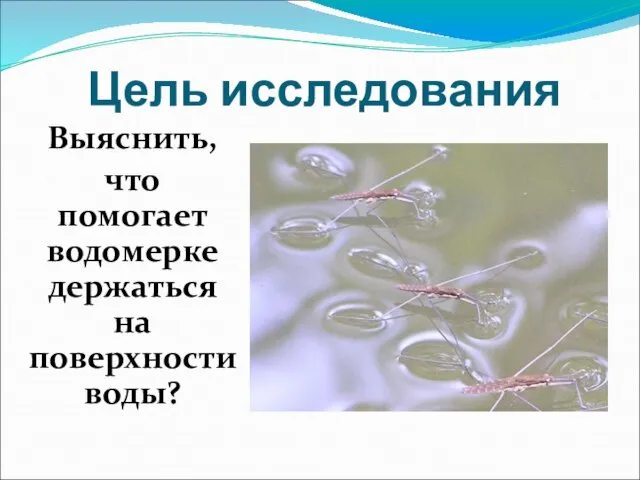 Цель исследования Выяснить, что помогает водомерке держаться на поверхности воды?