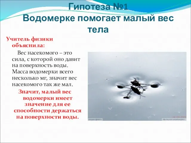 Гипотеза №1 Водомерке помогает малый вес тела Учитель физики объяснила: Вес насекомого