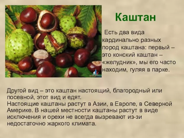 Каштан Есть два вида кардинально разных пород каштана: первый – это конский