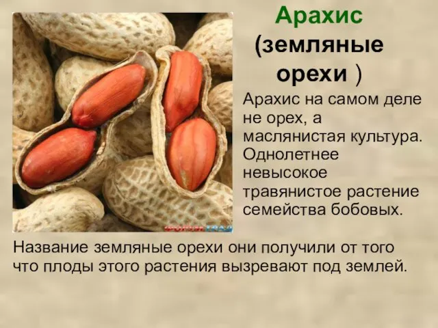 Арахис (земляные орехи ) Арахис на самом деле не орех, а маслянистая