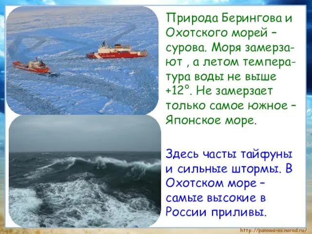 Природа Берингова и Охотского морей – сурова. Моря замерза-ют , а летом
