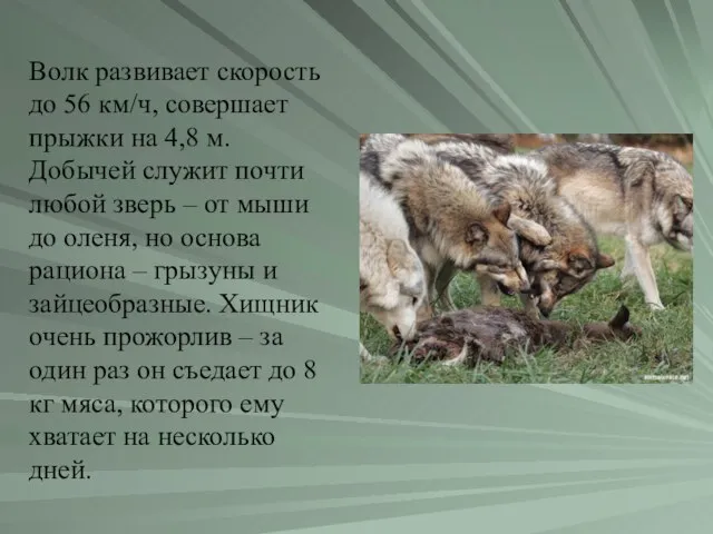 Волк развивает скорость до 56 км/ч, совершает прыжки на 4,8 м. Добычей