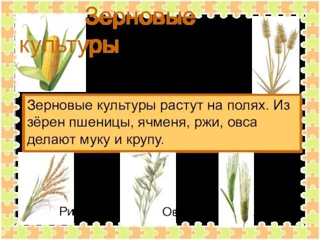 Зерновые культуры Зерновые культуры растут на полях. Из зёрен пшеницы, ячменя, ржи,