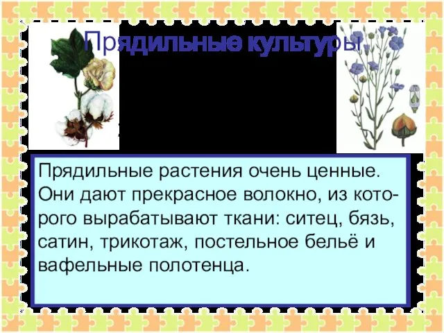 Прядильные культуры Прядильные растения очень ценные. Они дают прекрасное волокно, из кото-