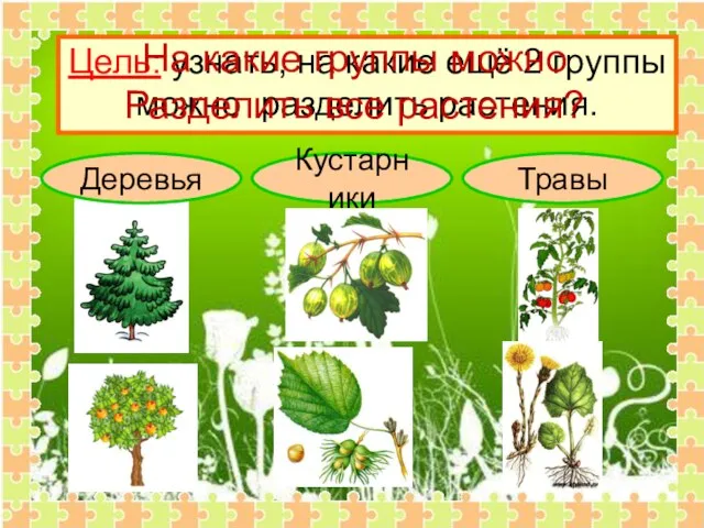 Деревья Кустарники Травы Цель: узнать, на какие ещё 2 группы можно разделить