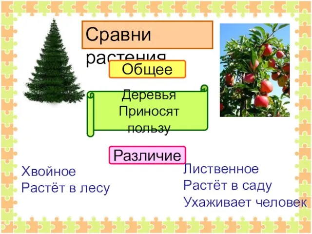 Сравни растения Общее Различие Деревья Приносят пользу Хвойное Растёт в лесу Лиственное