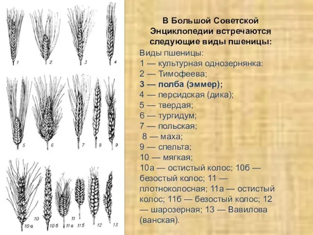 Виды пшеницы: 1 — культурная однозернянка: 2 — Тимофеева; 3 — полба