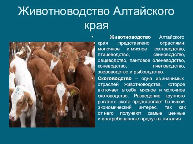 Животноводство Алтайского края Животноводство Алтайского края представлено отраслями: молочное и мясное скотоводство,