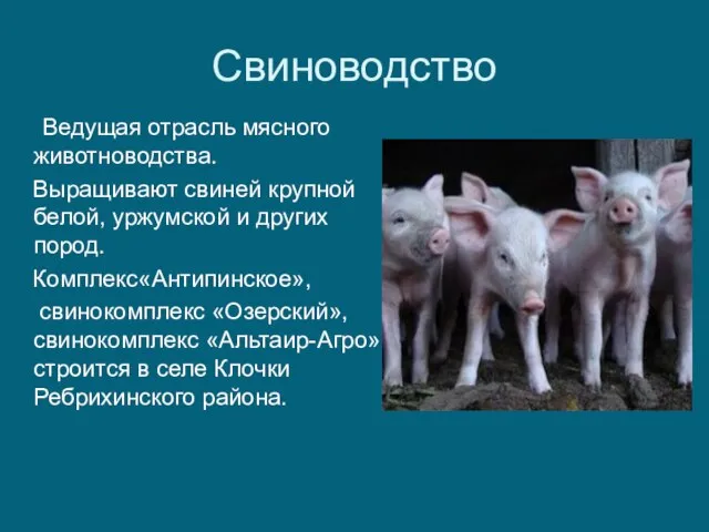 Свиноводство Ведущая отрасль мясного животноводства. Выращивают свиней крупной белой, уржумской и других