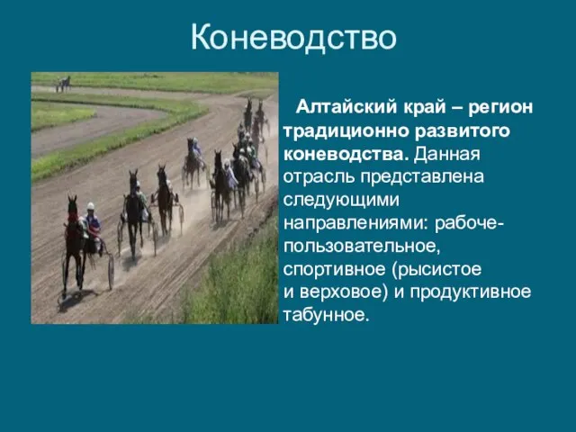 Коневодство Алтайский край – регион традиционно развитого коневодства. Данная отрасль представлена следующими