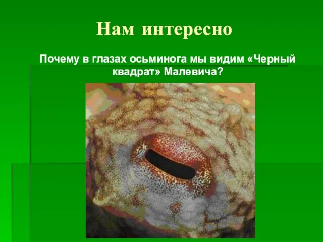 Нам интересно Почему в глазах осьминога мы видим «Черный квадрат» Малевича?