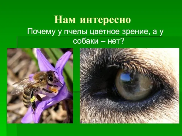 Нам интересно Почему у пчелы цветное зрение, а у собаки – нет?