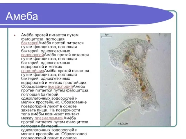 Амеба Амёба протей питается путем фагоцитоза, поглощая бактерийАмёба протей питается путем фагоцитоза,