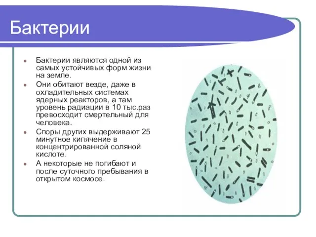 Бактерии Бактерии являются одной из самых устойчивых форм жизни на земле. Они