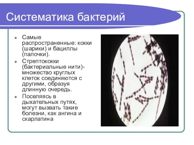 Систематика бактерий Самые распространенные: кокки (шарики) и бациллы (палочки). Стрептококки (бактериальные нити)-