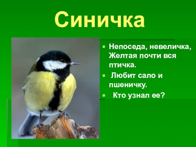 Синичка Непоседа, невеличка, Желтая почти вся птичка. Любит сало и пшеничку. Кто узнал ее?