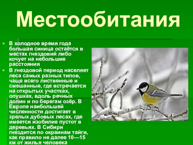 Местообитания В холодное время года большая синица остаётся в местах гнездовий либо