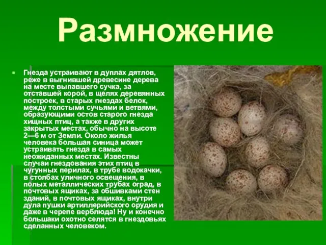 Размножение Гнезда устраивают в дуплах дятлов, реже в выгнившей древесине дерева на