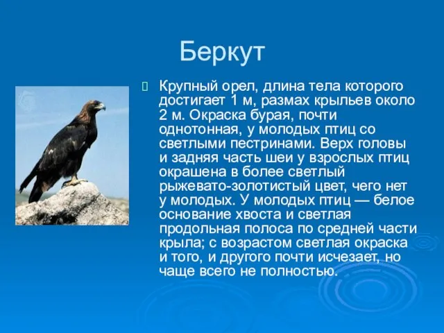 Беркут Крупный орел, длина тела которого достигает 1 м, размах крыльев около