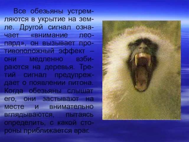 Все обезьяны устрем-ляются в укрытие на зем-ле. Другой сигнал озна-чает «внимание лео-пард»,