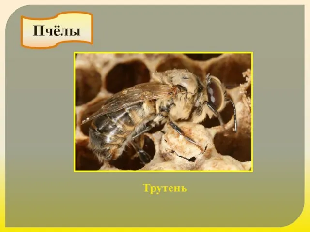 Пчёлы Трутень