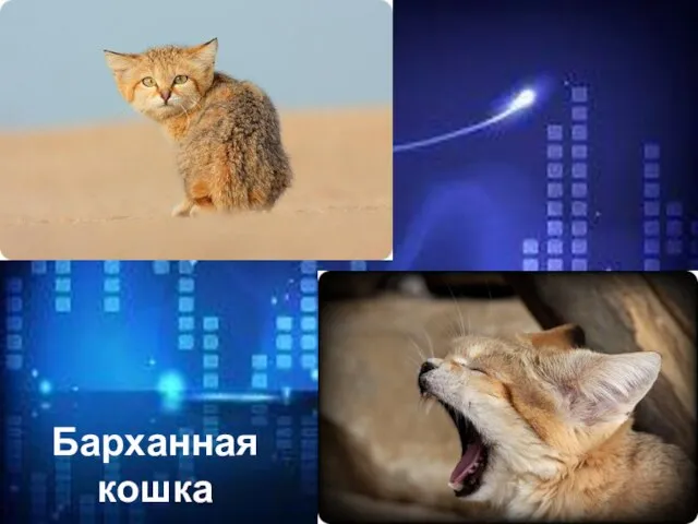 Барханная кошка