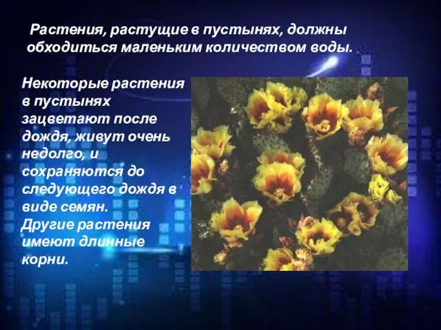 Растения, растущие в пустынях, должны обходиться маленьким количеством воды. Некоторые растения в