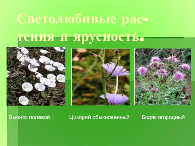 Светолюбивые рас- тения и ярусность. Вьюнок полевой Цикорий обыкновенный Бодяк огородный