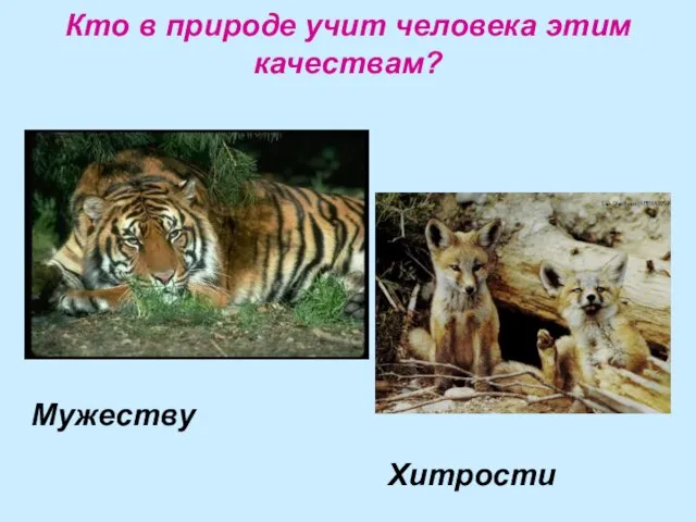 Кто в природе учит человека этим качествам? Мужеству Хитрости