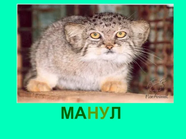 МАНУЛ Манул