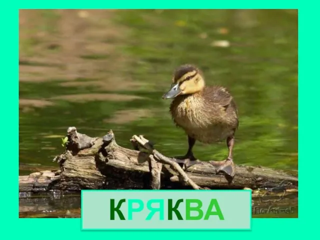 КРЯКВА Кряква