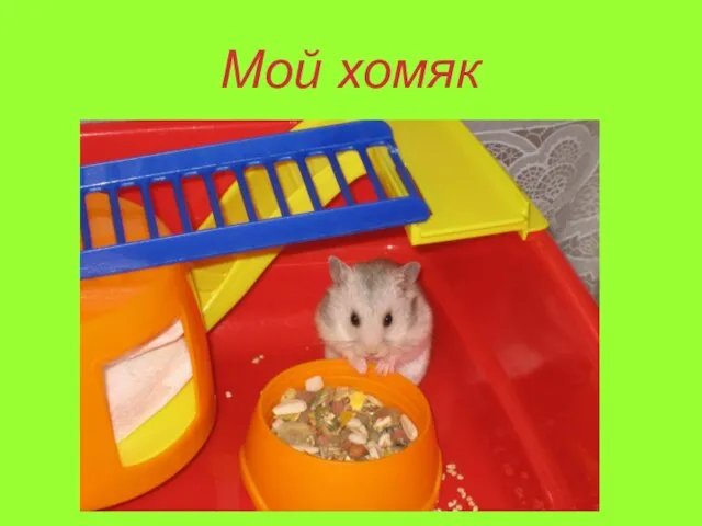 Мой хомяк