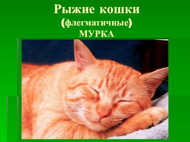 Рыжие кошки (флегматичные) МУРКА