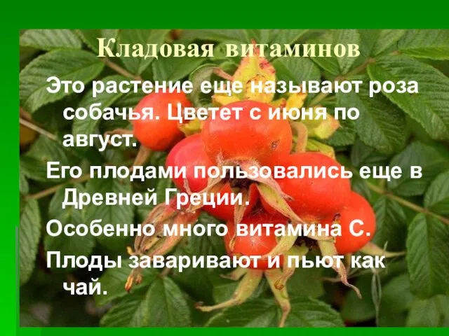 Кладовая витаминов Это растение еще называют роза собачья. Цветет с июня по