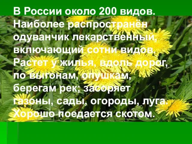 В России около 200 видов. Наиболее распространён одуванчик лекарственный, включающий сотни видов.