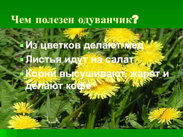 Чем полезен одуванчик? Из цветков делают мед Листья идут на салат Корни