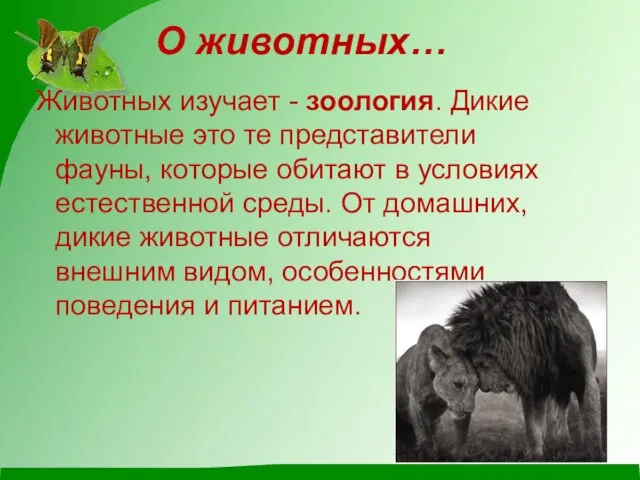 О животных… Животных изучает - зоология. Дикие животные это те представители фауны,