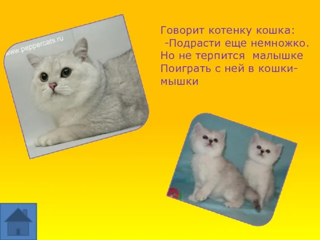 Говорит котенку кошка: -Подрасти еще немножко. Но не терпится малышке Поиграть с ней в кошки-мышки