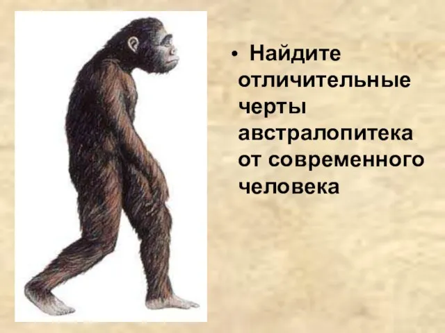 Найдите отличительные черты австралопитека от современного человека