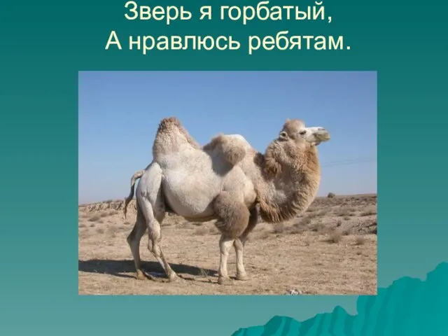 Зверь я горбатый, А нравлюсь ребятам.