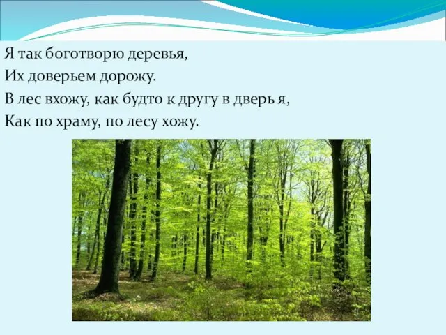 Я так боготворю деревья, Их доверьем дорожу. В лес вхожу, как будто