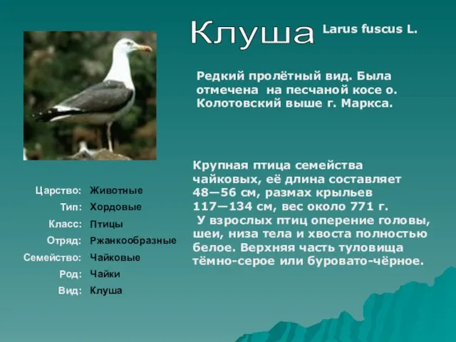 Клуша Larus fuscus L. Крупная птица семейства чайковых, её длина составляет 48—56