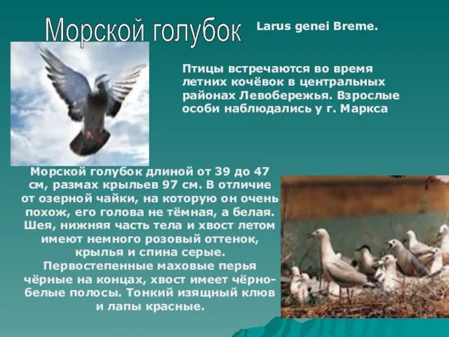 Морской голубок Larus genei Breme. Птицы встречаются во время летних кочёвок в
