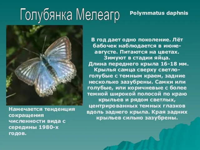 Голубянка Мелеагр Polymmatus daphnis В год дает одно поколение. Лёт бабочек наблюдается