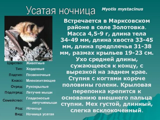 Усатая ночница Встречается в Марксовском районе в селе Золотовка. Масса 4,5-9 г,