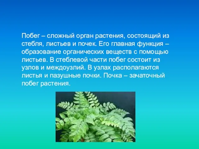 Побег – сложный орган растения, состоящий из стебля, листьев и почек. Его