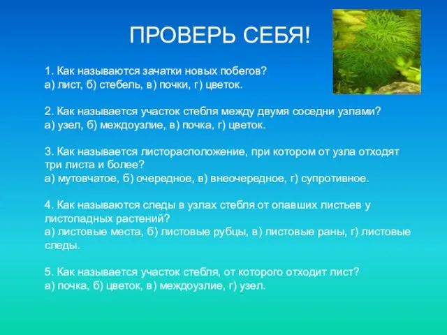 ПРОВЕРЬ СЕБЯ! 1. Как называются зачатки новых побегов? а) лист, б) стебель,