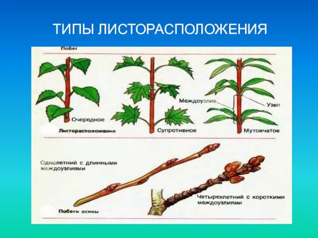 ТИПЫ ЛИСТОРАСПОЛОЖЕНИЯ