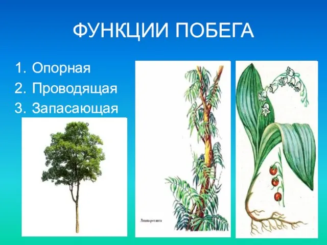 ФУНКЦИИ ПОБЕГА Опорная Проводящая Запасающая