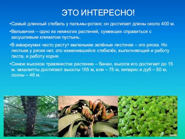 ЭТО ИНТЕРЕСНО! Самый длинный стебель у пальмы-ротанг, он достигает длины около 400